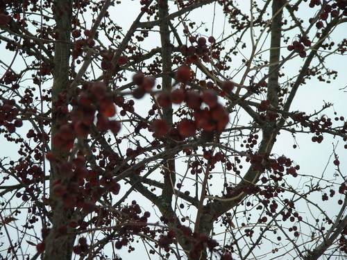 feldtrotcrabapples.jpg